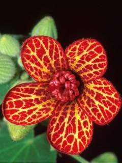 Pavonia harleyi, open flower