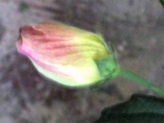 Pavonia praemorsa, flower bud