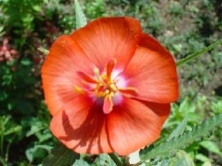 Pentapetes phoenicea, flower