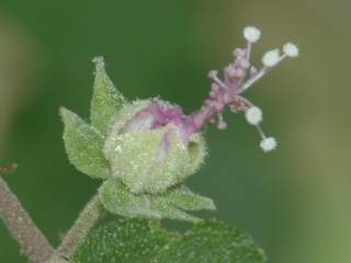 Perrierophytum humbertii, flower