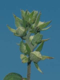 Perrierophytum rubrum, inflorescence, in bud