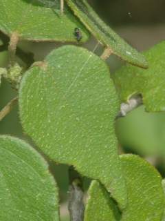 Perrierophytum rubrum, leaf