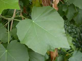 Phymosia umbellata, leaf