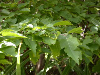 Plagianthus regius, foliage (summer)