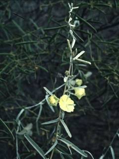 Sida calyxhymenia, flowering shoot