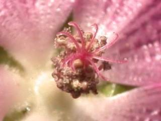 Sidalcea 'Candy Girl', eye of flower