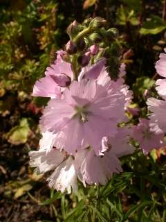 Sidalcea 'Elsie Heugh', inflorescence