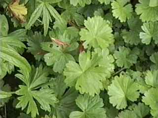 Sidalcea candida, foliage
