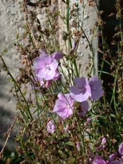 Sidalcea cultivar, flowers