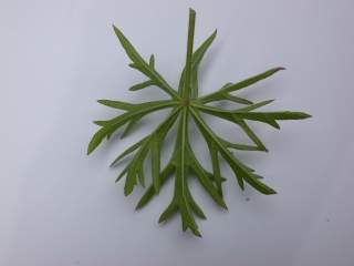 Sidalcea cultivar,leaf (under side)