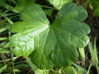 Sidalcea candia, basal leaf