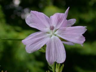 Sidalcea 'Elsie Heugh', flower
