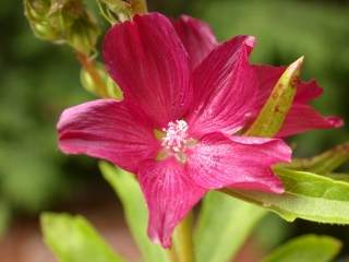 Sidalcea 'Wine Red', flower