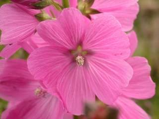 Sidalcea 'Rosebud', flower