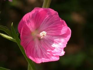 Sidalcea 'Candy Girl', flower