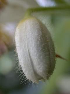 Sparrmannia africana,flower bud