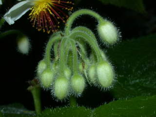 Sparrmannia africana, inflorescence in bud