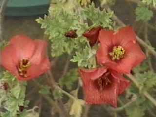 Sphaeralcea munroana, flowers
