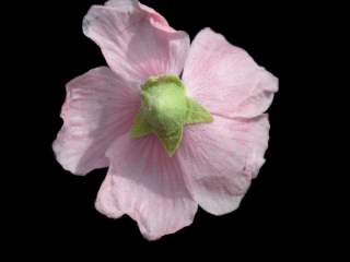 Sphaeralcea x hybrida 'Los Brisas', reverse of flower