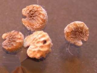 Sphaeralcea coccinea, seeds