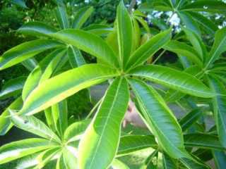 Sterculia lfoetida, leaf