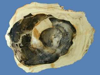Sterculia, fossil wood