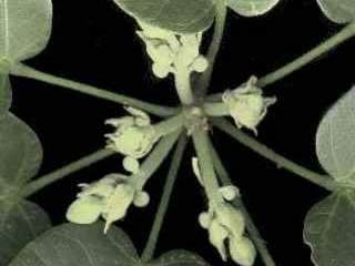 Sterculia quadrifida, flowers