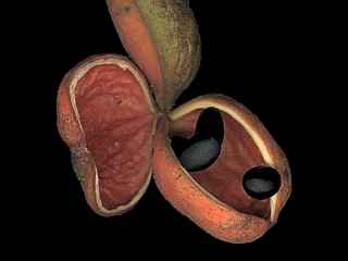 Sterculia quadrifida, pod, showing seeds