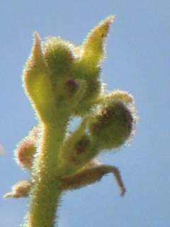 Sterculia urens, flower buds
