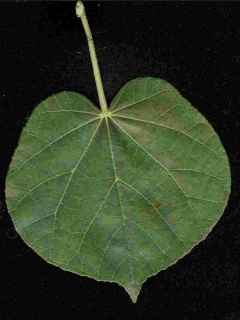 Talipariti tiliaceum, leaf