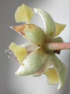 Theobroma cacoa, oblique reverse of flower