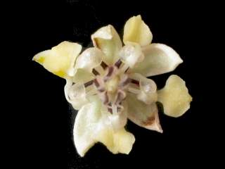 Theobroma cacoa, flower