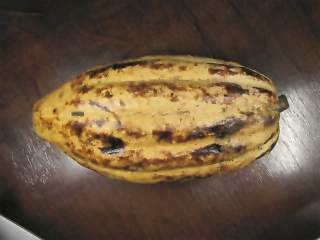 Theobroma cacoa, fruit