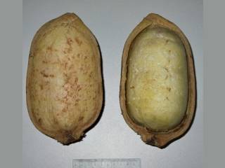 Theobroma grandiflorum, fruit