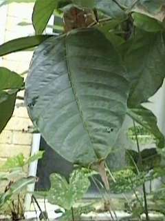Theobroma cacao, leaf
