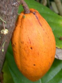 Theobroma cacao, seed pod