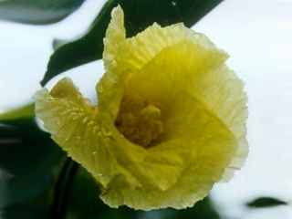 Thespesia populnea, flower