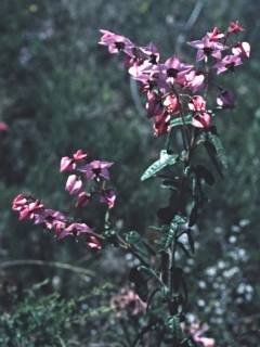 Thomasia glutinosa, in flower