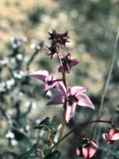 Thomasia glutinosa, inflorescence