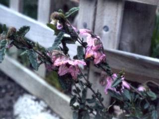 Thomasia grandiflora, flowers