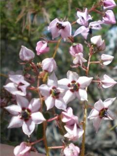 Thomasia sp., flowers