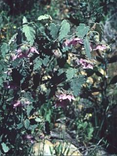 Thomasia macrocarpa, flowers
