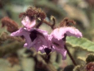 Thomasia panicuata, flowers