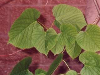 Tilia americana, foliage