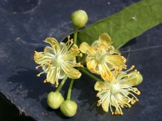 Tilia europaea, flowers