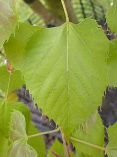 Tilia henryana, leaf