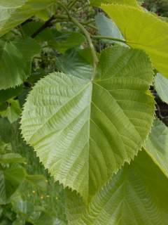Tilia species, leaf (upperside)