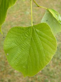 Tilia oliveri, leaf (upperside)