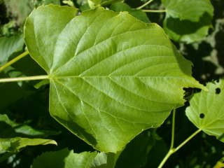 Tilia insularis, leaf (upperside)