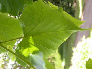 Tilia insularis, leaf (underside